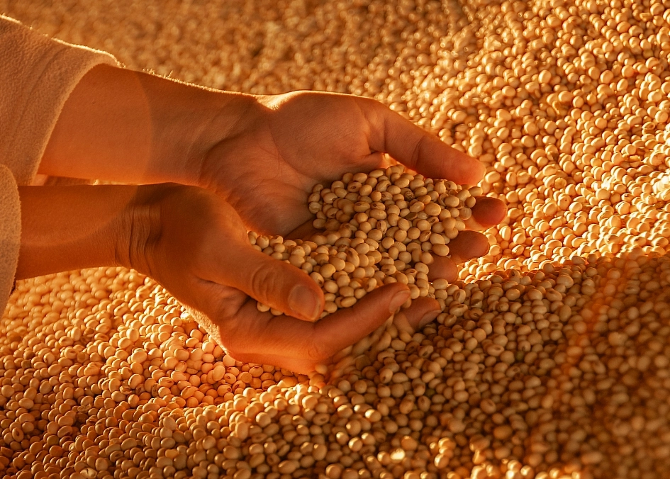 大豆をすくう手の写真