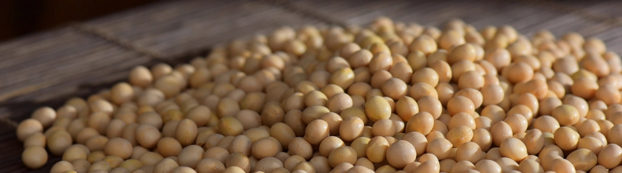 粒のそろった安曇野産大豆の写真